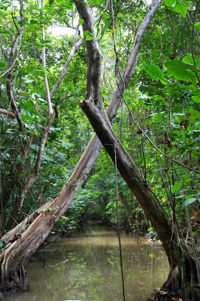 Utsikt Över Vattenkanal Översvämmad Havet Med Korsade Träd Djungeln Naturen — Stockfoto