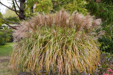 Şehir parkında yeşil arka planda paniğe kapılmış çimenler. Doğa, bitki örtüsü, bitki örtüsü..