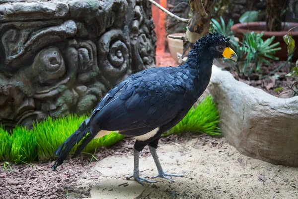 Bird Crested Gokko Black Curassow Tle Kamieni Trawiastych Ptaki Ornitologia — Zdjęcie stockowe