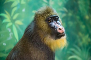 Maymun Mandrill 'in portresi, Mandrillus sfenks, düşünceli görünüş, açık ağız. Hayvanlar, memeliler, primatlar, ekoloji.