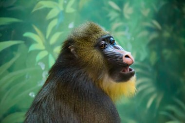 Maymun Mandrill 'in portresi, Mandrillus sfenks, düşünceli görünüş, açık ağız. Hayvanlar, memeliler, primatlar, ekoloji.