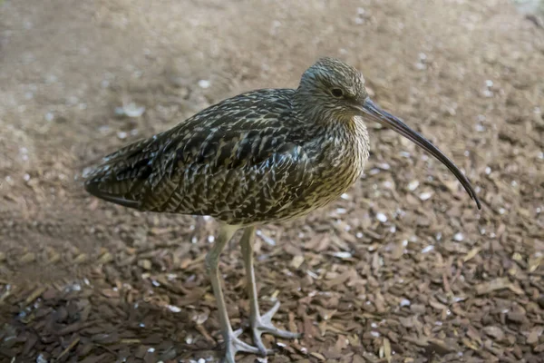 Grand Courlis Courlis Eurasien Long Bec Sol Oiseaux Ornithologie Écologie — Photo