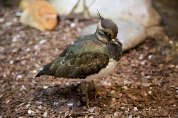 Petite Aile Vanellus Touffe Sur Fond Sol Oiseaux Ornithologie Écologie — Photo