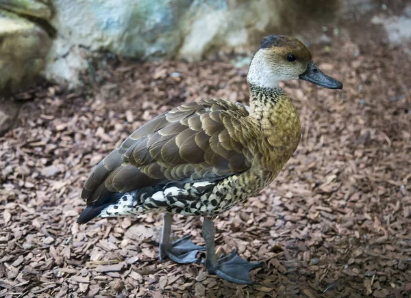 Mała Piękna Kaczka Tle Brązowych Żetonów Ptaki Ornitologia Ekologia — Zdjęcie stockowe