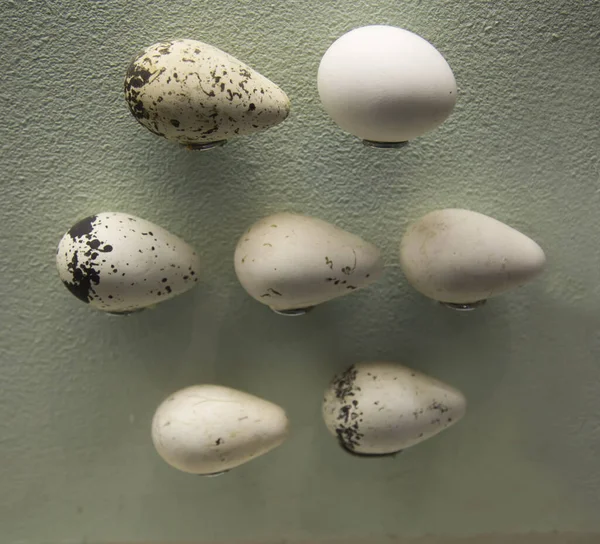 Яйца Птицы Киры Фоне Рельефной Стены Птицы Орнитология Экология — стоковое фото