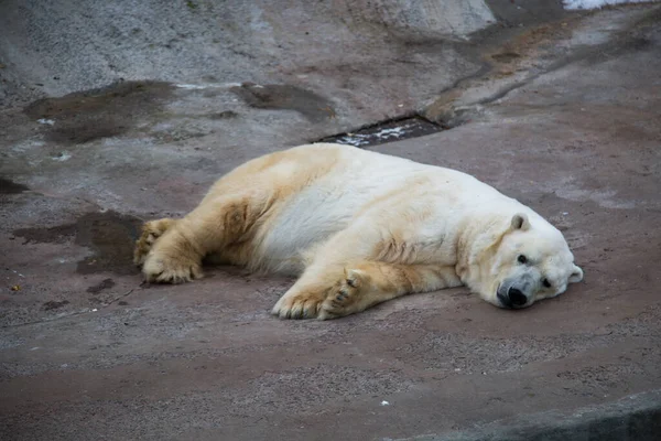 Oso Polar Acostado Suelo Hormigón Del Recinto Del Zoológico Animales — Foto de Stock