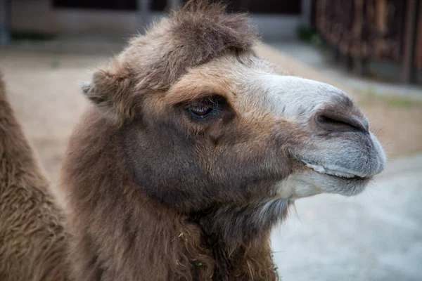 Ritratto Cammello Due Gobbe Con Aspetto Importante Fauna Selvatica Mammiferi — Foto Stock