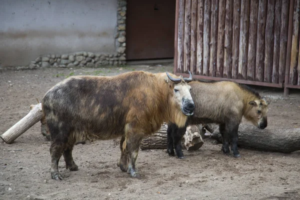 Paio Animali Takin Budorcas Taxicolor Tibetana Trovano Nel Recinto Dello — Foto Stock
