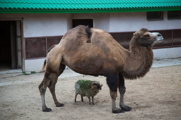 Cammello Due Gobbe Camelus Bactrianus Sta Con Agnellino Nel Recinto — Foto Stock