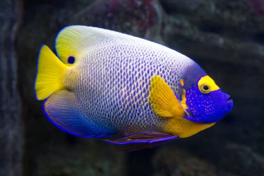 Parlak güzel balık sarı meleği (Pomacanthus xanthometopon) mavi suyun arka planında yüzer. Deniz yaşamı, balık..