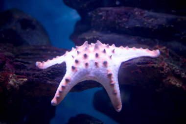 Star protoreaster, pink lies on the stone. Marine life, fish. clipart