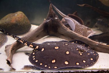 Kumlu dipteki Stingray Leopoldi balıkların arasında, Potamotrygon Leopoldi. Deniz yaşamı, balık..