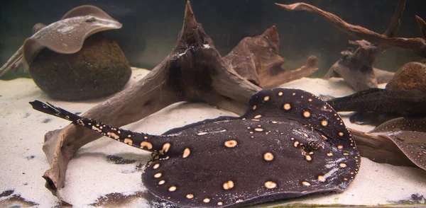 Stingray Leopoldi Sobre Fondo Arenoso Entre Los Enganches Pez Potamotrygon — Foto de Stock