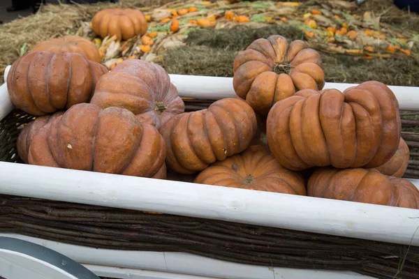 Pumpkin Varieties Muscat Provence Brown White Cart Food Vegetables Agriculture — Stock Photo, Image