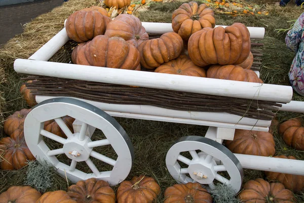 Pumpa Sorter Muscat Provence Brun Vit Vagn Livsmedel Grönsaker Jordbruk — Stockfoto