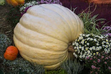 Büyük boy balkabağı sarı yapraklı samanların arka planında Atlantik devi bulunur. Yiyecek, sebze, tarım, sağlıklı yiyecekler.