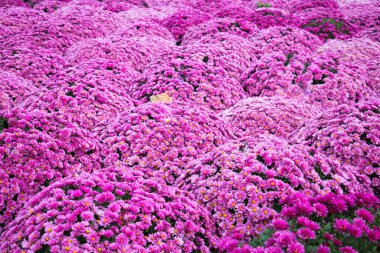 Kasımpatı çiçeklerinden oluşan açık pembe alan dalgaları. Çiçekçilik, tarım ve kentsel peyzaj.
