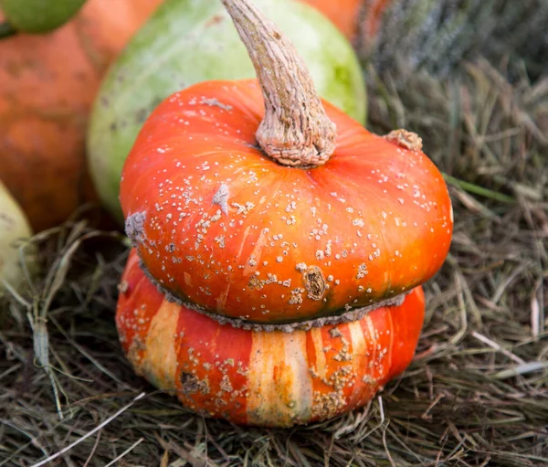 Citrouille Décorative Variétés Turban Turc Sur Fond Feuilles Jaunes Foin — Photo