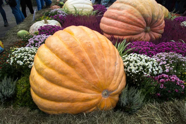 Pumpa Enorma Sorter Atlanten Jätte Bakgrunden Blommor Gula Blad Livsmedel — Stockfoto