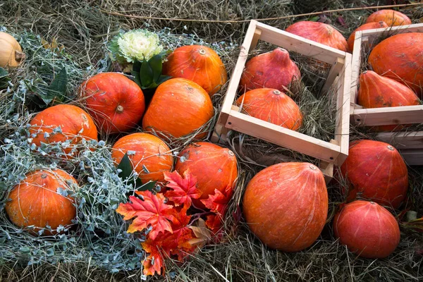 Calabaza Variedades Rossiyanka Naranja Brillante Sobre Fondo Heno Cajas Madera — Foto de Stock