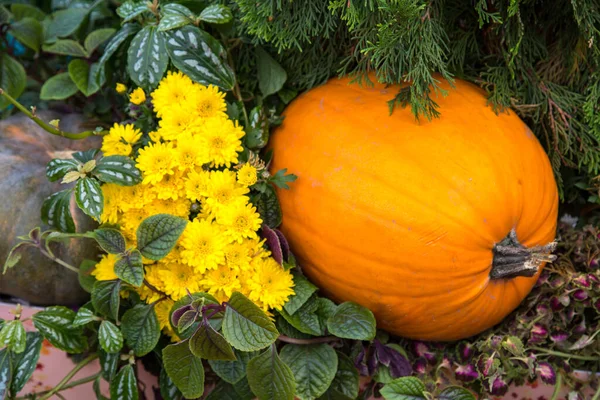 Citrouille Variétés Amande Jaune Avec Bouquet Fleurs Chrysanthème Jaune Dans — Photo