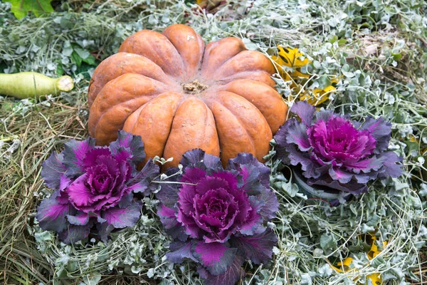 Pumpa Sorter Muscat Provence Brun Med Dekorativ Kål Gläntan Livsmedel — Stockfoto