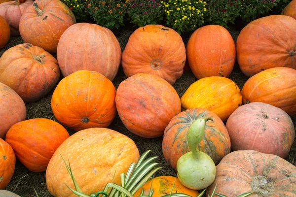 Tökmandulafajták Sárgával Narancssárgával Nyár Réten Élelmiszer Zöldség Mezőgazdaság Egészséges Élelmiszerek — Stock Fotó