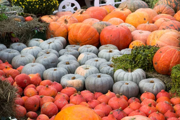 Variedades Abóbora Verão Laranja Sansão Russo Uma Grande Clareira Alimentos — Fotografia de Stock