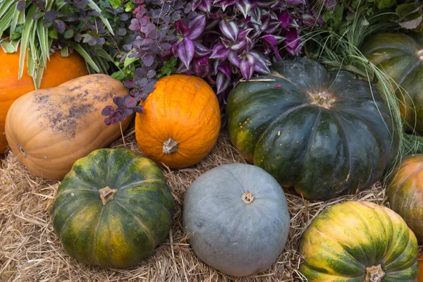 Pumpa Sorter Zhdana Gul Mandel Prikubanskaya Ängen Livsmedel Grönsaker Jordbruk — Stockfoto