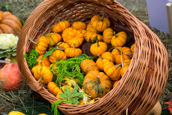 Tökfajták Mandarin Világos Sárga Fonott Kosárban Élelmiszer Zöldség Mezőgazdaság Egészséges — Stock Fotó