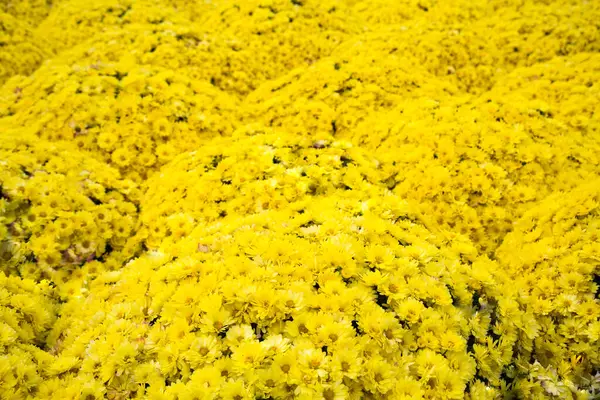Ondas Campo Compostas Por Flores Crisântemo Amarelo Brilhante Floricultura Paisagismo — Fotografia de Stock