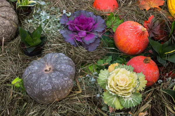Tökfajták Varangy Narancssárga Nyár Díszes Káposztával Réten Élelmiszer Zöldség Mezőgazdaság — Stock Fotó
