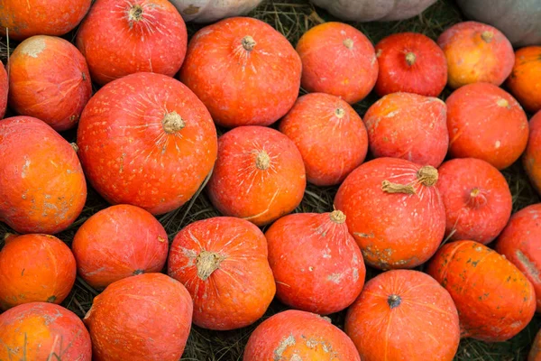 Variedade Laranja Abóbora Verão Laranja Brilhante Prado Alimentos Legumes Agricultura — Fotografia de Stock