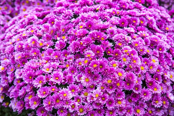 Bouquet Chrysanthemum Flowers Background Pink Color Form Ball Floriculture Agriculture — Stock Photo, Image