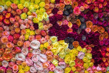 Gül çiçeklerinin arka planı sarı leylak kırmızısı. Geçmişler, yapılar, tasarımlar. Çiçekçilik, tarım.