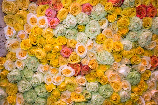 Sfondo Fiori Rosa Giallo Bianco Rosa Sfondi Strutture Disegni Floricoltura — Foto Stock