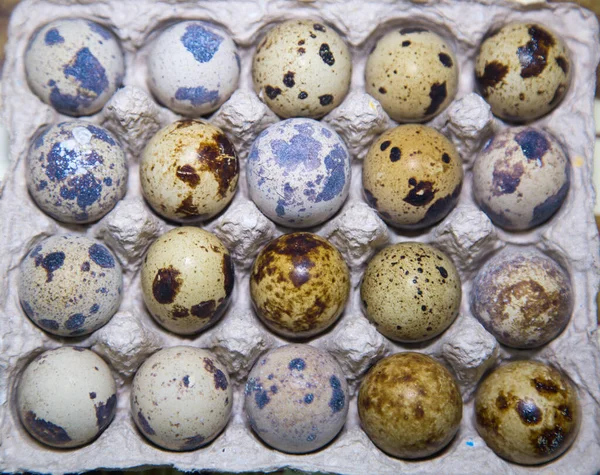 Перепелиные Яйца Упаковке Белых Пятен Коричнево Синего Цвета Птицеводство Птицеводство — стоковое фото