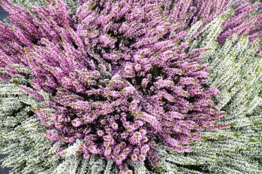 Buket arka plan çiçekleri sümbül yeşili, yeşil yapraklı top şeklinde. Çiçekçilik, tarım ve kentsel peyzaj.