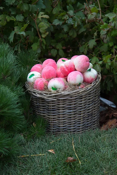 Manzanas Rosadas Rojas Una Canasta Mimbre Sobre Fondo Arbustos Verdes — Foto de Stock