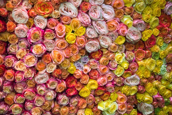 Sfondo Rosa Fiori Rosa Giallo Colore Sfondi Strutture Disegni Floricoltura — Foto Stock