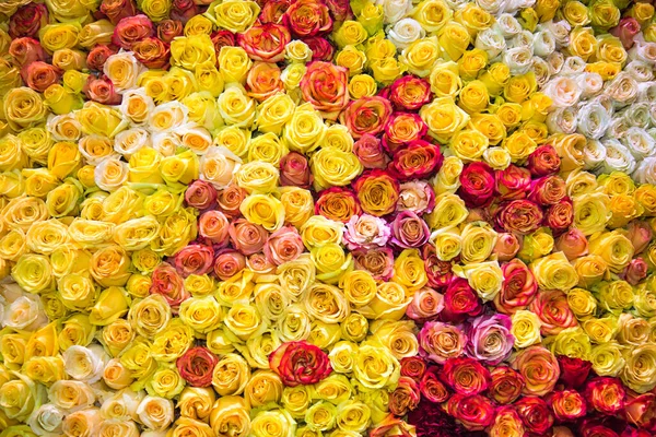 Fondo Fiori Rosa Rosa Giallo Sfondi Strutture Disegni Floricoltura Agricoltura — Foto Stock
