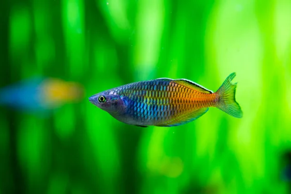 Melanoteniya Boesmani Donaciinae Boesemani Rainbowfish Background Green River Bottom Marine — Stock Photo, Image