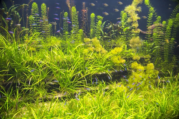 Tipo Acuario Con Peces Neón Rojo Cardenal Tetra Algas Color — Foto de Stock