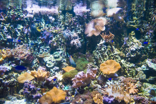 Tipo Acuario Con Corales Amarillos Lila Beige Peces Exóticos Brillantes — Foto de Stock