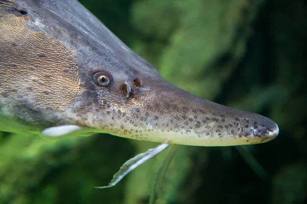 Sterlet Fish Head Sterlet Background Green River Bottom Marine Life — Stock Photo, Image