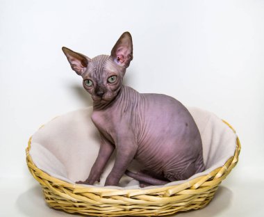 Kanada Sphynx 'i beyaz bir arka planda sepette üreten genç bir kedi. Kedileri besliyor, hobileri var..