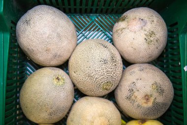 Kavun açık yeşildir ve beyaz ağ desenlidir. Sebzeler, sağlıklı ürünler, ekoloji.