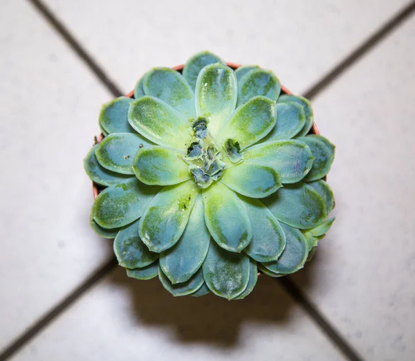 Növény Graptopetalum Graptopetalum Bellum Zöld Felülnézet Szelektív Fókusz Állatvilág Növények — Stock Fotó