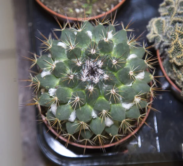 Cactus Gymnokalitsium Vert Dans Une Casserole Vue Dessus Concentration Sélective — Photo
