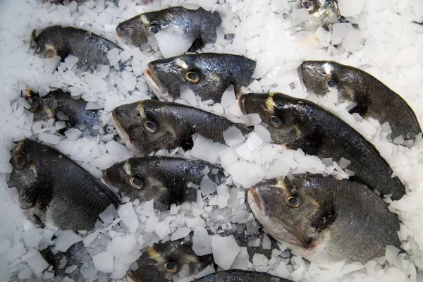 Pesce Dorado Fresco Raffreddato Uno Sfondo Ghiaccio Bianco Frutta Mare — Foto Stock